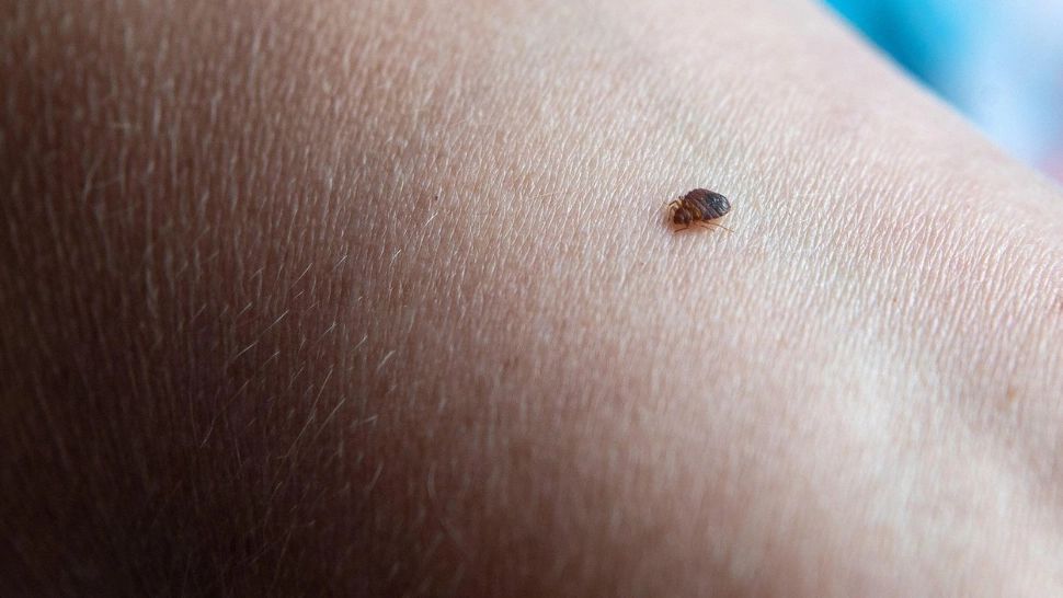 A murit la o oră după ce a fost înțepat de o insectă. Sfârșit tragic pentru un tânăr din Dâmbovița  