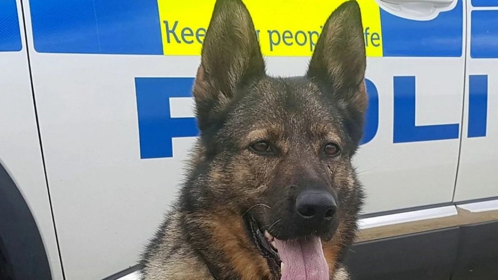 Câine polițist, mușcat de un bărbat în timpul unei intervenții asupra unui grup de tineri agresivi. Caz ȘOCANT în Germania