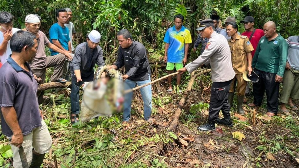 Femeie înghițită de vie de un piton, pe o plantație din Indonezia
