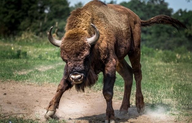 Bărbat ucis de taurii din gospodărie. Medicii legiști, șocați de ce au găsit la fața locului 