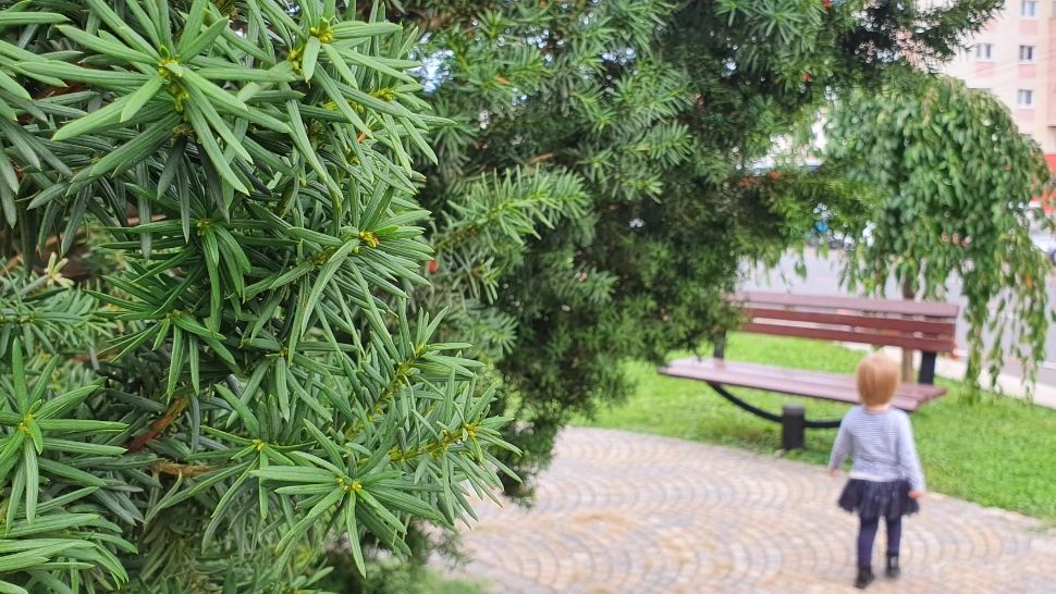 O plantă otrăvitoare se află în mijlocul unui loc de joacă din Sibiu. Este protejată prin lege și nu poate fi tăiată - FOTO