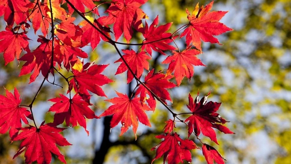 Prognoza meteo pe o lună. Temperaturi în creștere ușoară - cum va fi vremea în prima jumătate din noiembrie