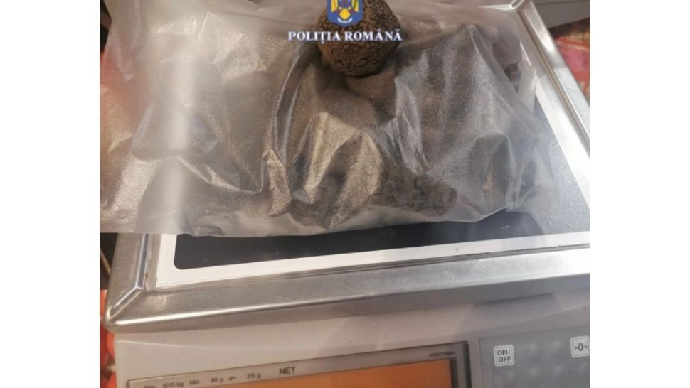 Un pădurar este anchetat pentru abuz în serviciu după ce a fost prins în timp ce culegea trufe negre