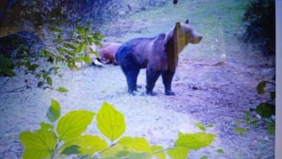 MĂCEL într-o comună din Alba. Un urs omoară animalele oamenilor și le abandonează