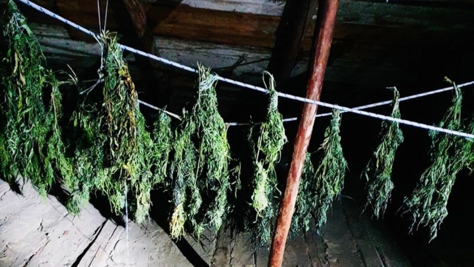 Trei persoane au fost reţinute, după ce au înfiinţat o cultură de canabis pe un teren din Piatra Neamţ