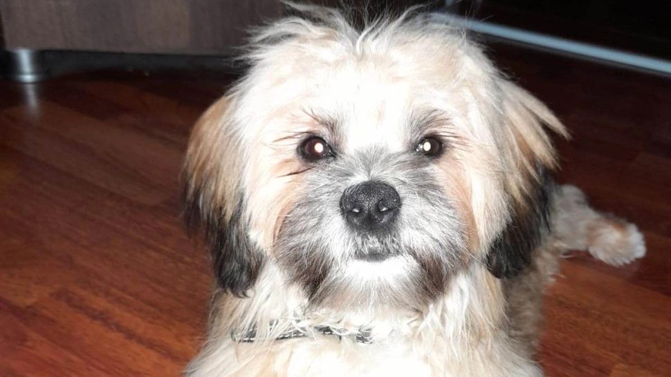 Cum îți schimbă viața un animal de companie: 6 MOTIVE pentru care și tu ar trebui să adopți unul