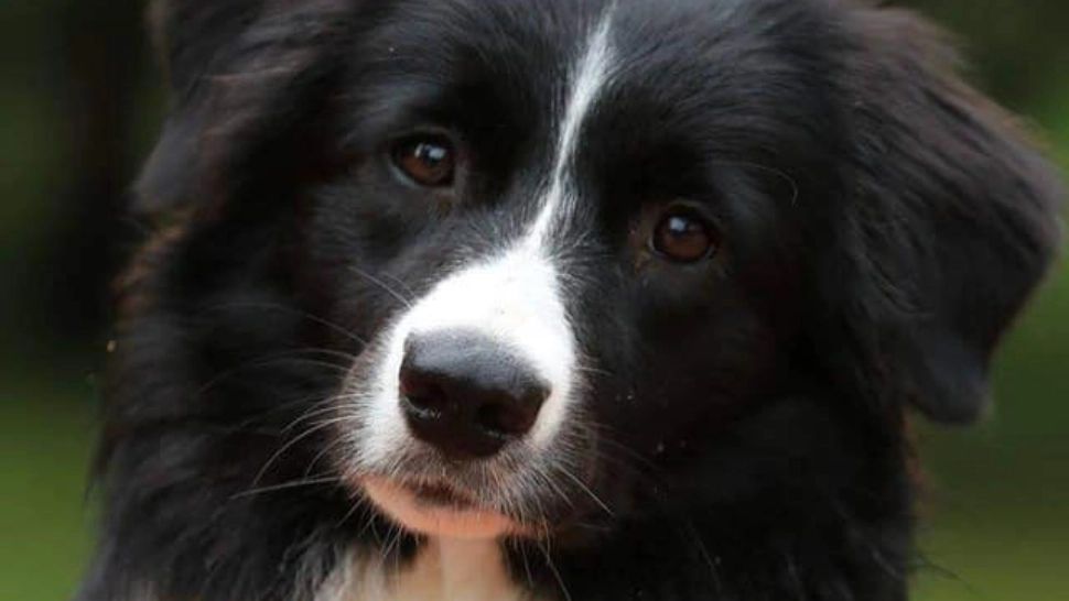 Doliu la Salvamont. A murit DARA, îngerul cu blană antrenat să salveze oameni prinși de avalanșe