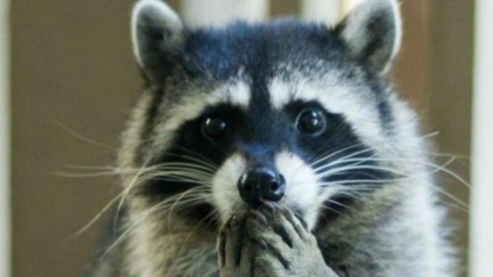 Ce mai fură soldații ruși în războiul din Ucraina: Au fost filmați cu un raton luat din Grădina zoologică din Herson - Val de ironii după retragere - VIDEO