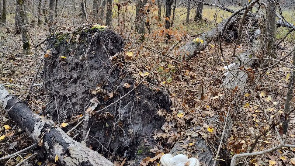 Un vânt puternic le-a smuls copacul din rădăcină. Când au văzut ce era îngropat acolo, au îngheţat! FOTO