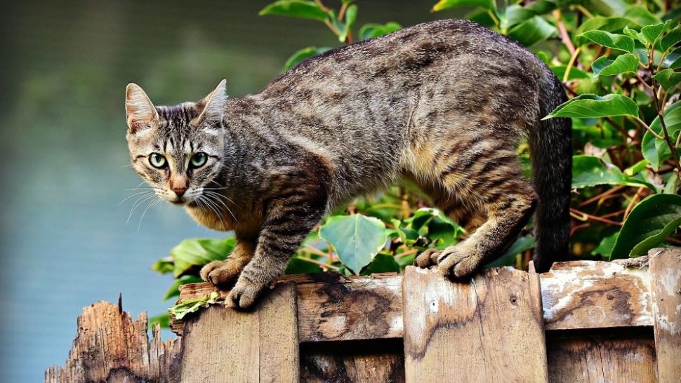 Plantele cu care nu dai greș dacă vrei să îndepărtezi pisicile