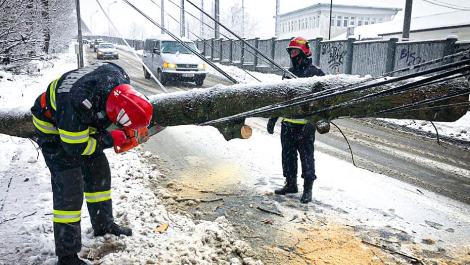 Vremea extremă face ravagii în țară. Un copac a căzut peste trei mașini parcate pe o stradă din Suceava - FOTO