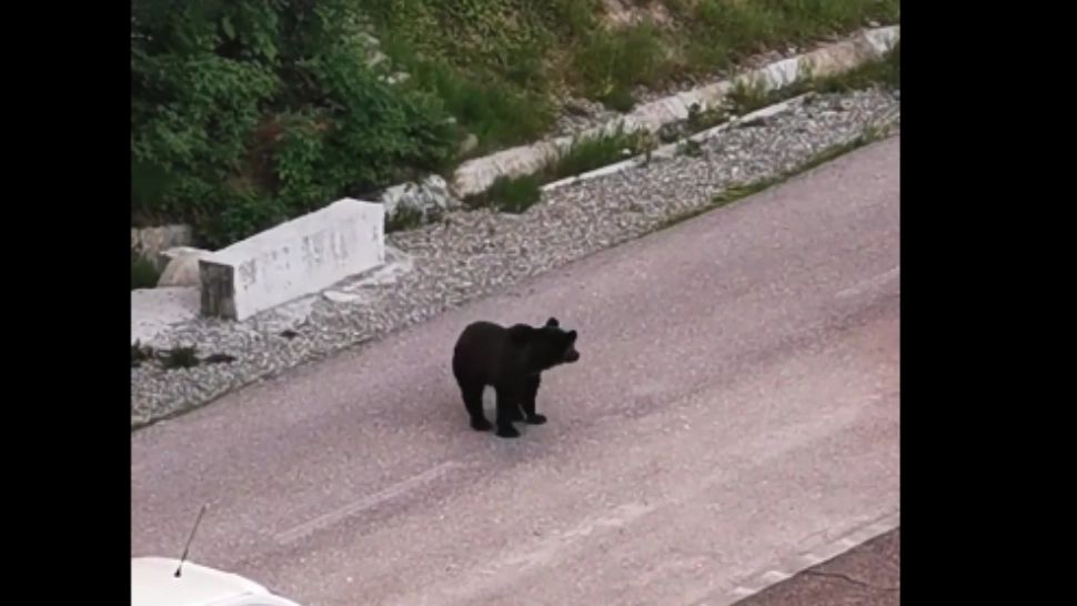 PERICOL la un loc de joacă din Predeal! Urs surprins în apropiere: zona era plină de copii - VIDEO 