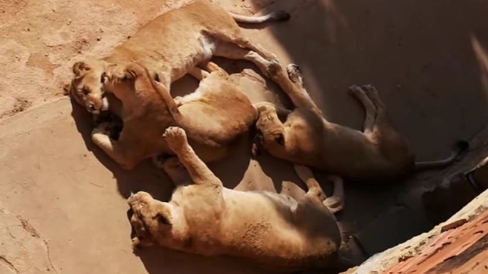 Cinci lei africani au evadat din adăpostul lor, de la o grădină zoologică din Sydney! Atracția turistică, închisă de urgență