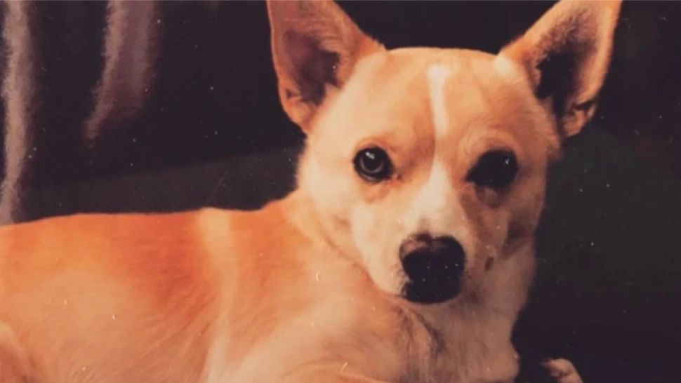 Cel mai bătrân câine înscris în Cartea Recordurilor are 22 de ani şi trăieşte în SUA. Mesajul emoționant al stăpânului său