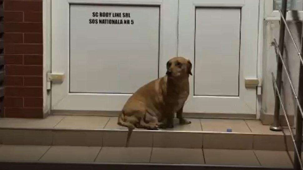Un cățel fără stăpân din Iași străbate kilometri în șir ca să-l aștepte pe bărbatul care îi dă de mâncare - POVESTE EMOȚIONANTĂ