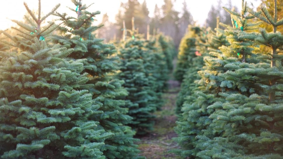 Cât costă brazii naturali de Crăciun. Prețurile anunțate de Romsilva