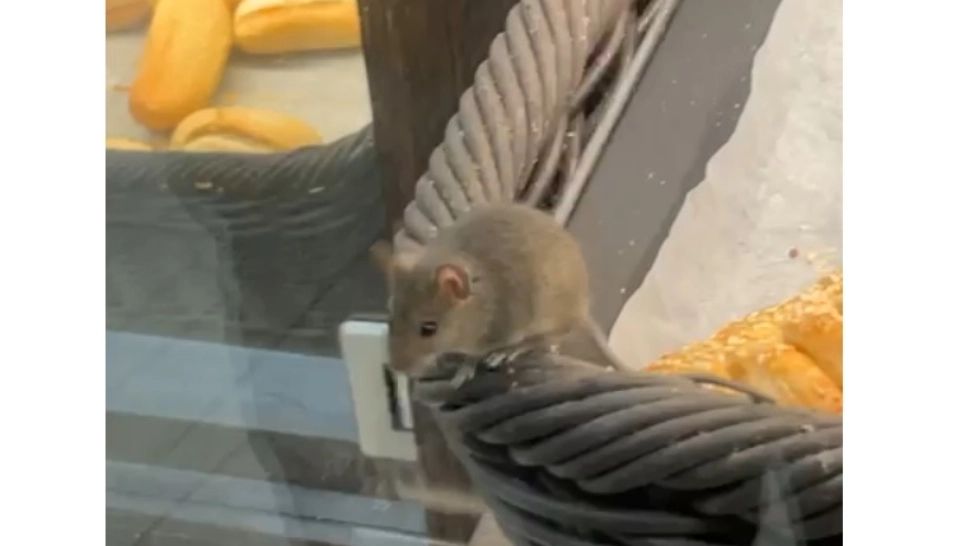Șoricel filmat în vitrina cu pâine: Inspectorii de la Protecția Consumatorului s-au sesizat - Clipul a ajuns viral