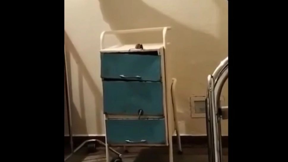 Şoarece filmat într-un salon de spital - Unitatea medicală a fost amendată cu 5.000 de lei