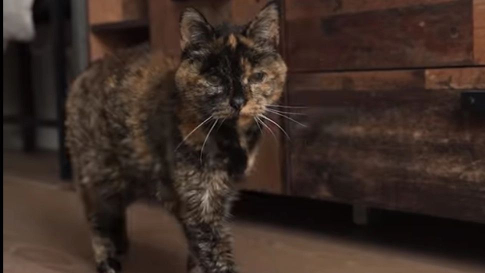 Incredibil! Ce vârstă are cea mai bătrână pisică din lume - Este echivalentul a 120 de ani umani