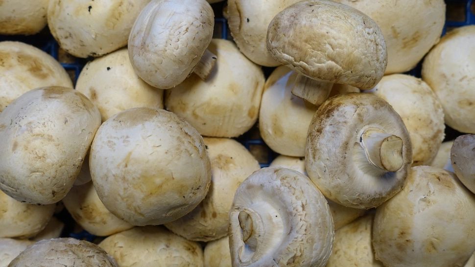 Alertă medicală: Aproape 40 de persoane au ajuns la spital, dintre care 4 la terapie intensivă, după ce s-au intoxicat cu ciuperci