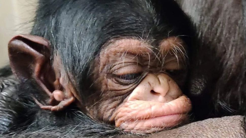 Cum reacţionează o femelă cimpanzeu după ce îşi întâlneşte puiul născut prin cezariană - VIDEO