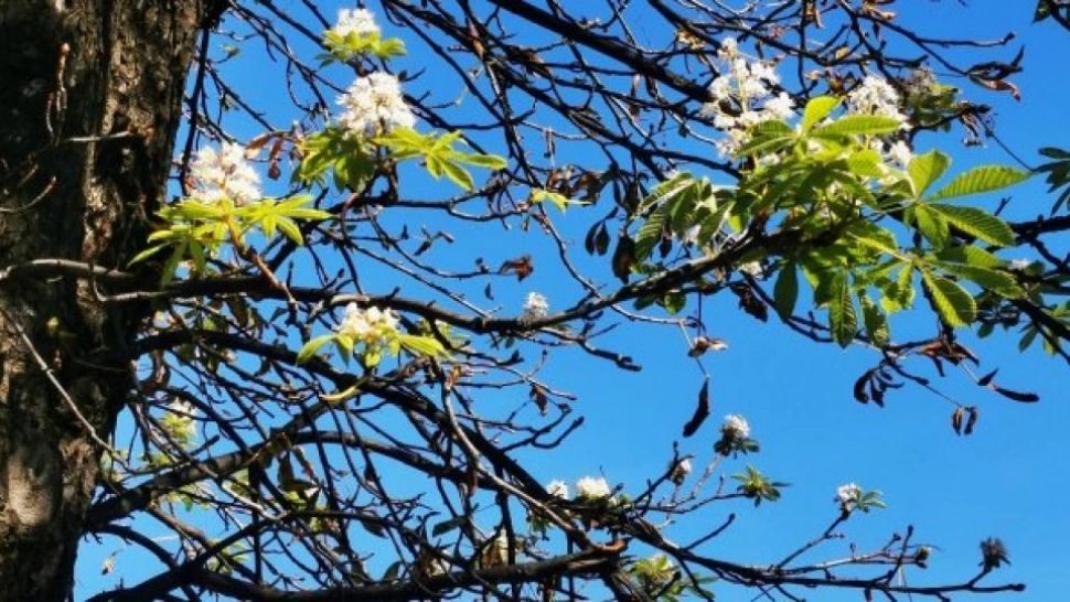 Au înflorit copacii a doua oară, din cauza temperaturilor de vară. Fermierii sunt îngrijorați