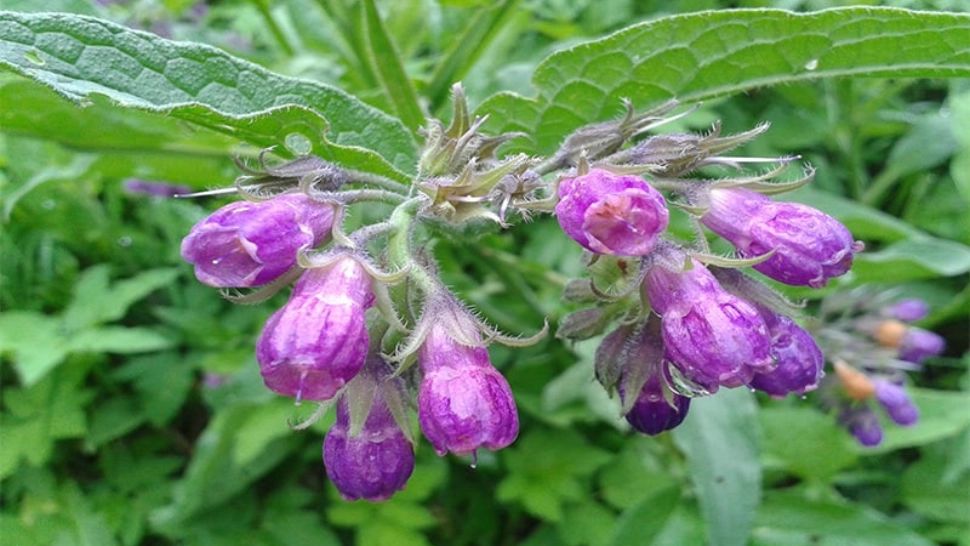 Medicamentul natural al dacilor - protejează stomacul și plămânii, tratează infecțiile grave și rinichii