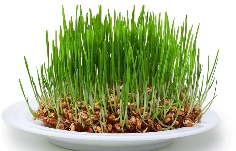 Sfântul Andrei. Când se pune, de fapt, grâu la încolțit - greșeala pe care o face aproape toată lumea