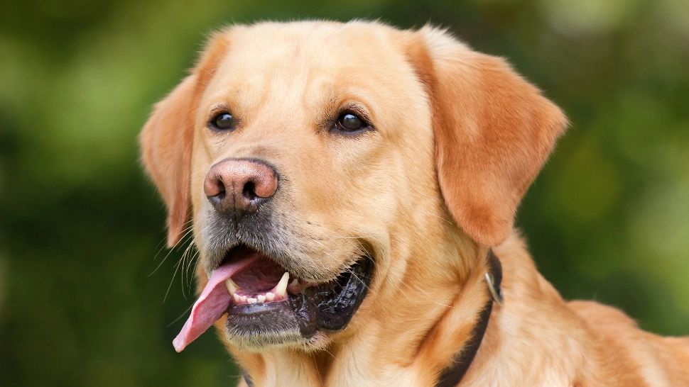 Animalele de companie ar putea avea acces în instituții publice și în mijloacele de transport în comun - proiect de lege