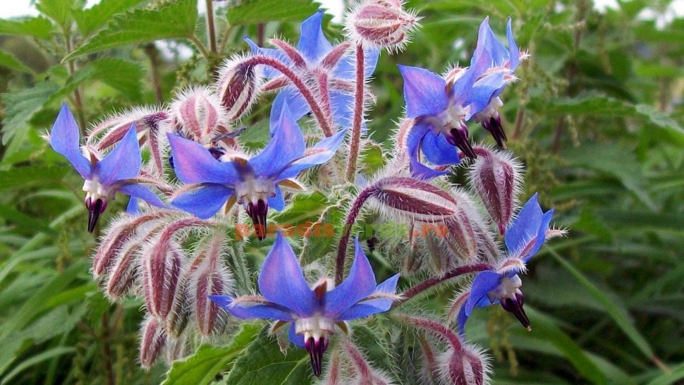 Mulți o consideră buruiană, dar vindecă unele din cele mai grave boli - TONIC minune pentru regenerarea organismului