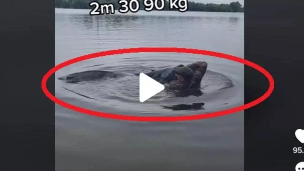 VIDEO – Monstru prins de un pescar într-un lac din Ilfov – Avea peste doi metri lungime și 90 de kilograme