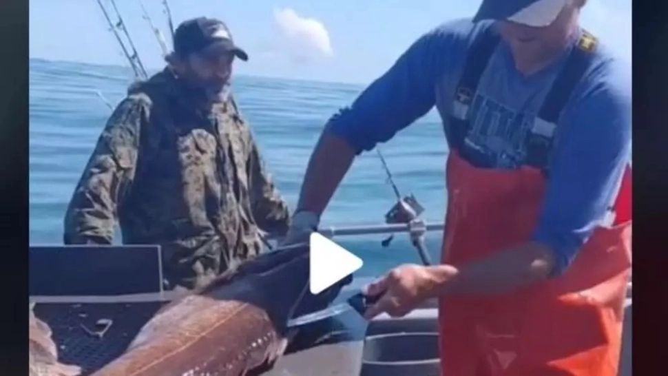 VIDEO – A despicat peștele și a găsit ceva incredibil în burta sa. Se afla acolo de ani de zile