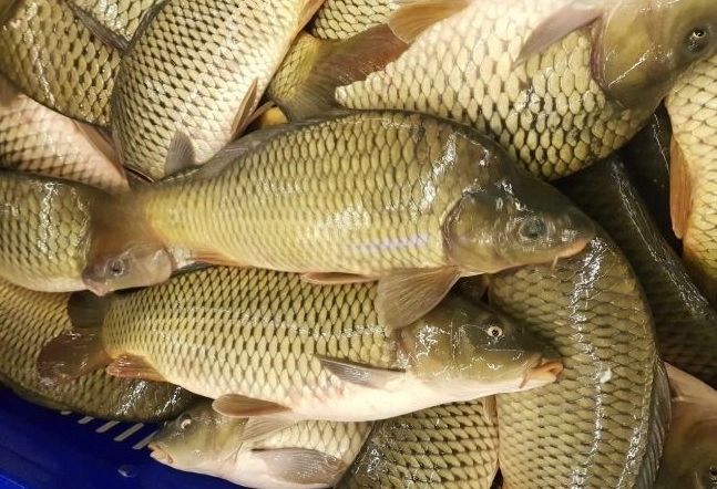 Peștele din Dunăre, pericol grav pentru sănătate - poate provoca afecțiuni neurologice și oncologice