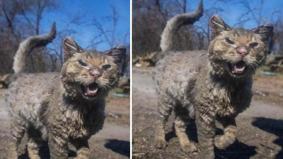 Cum arată acum PISICA bombardată din Ucraina. Transformare uluitoare - FOTO