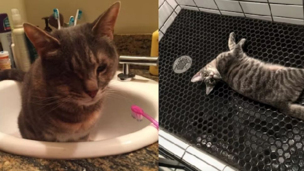 De ce ne urmăresc pisicile în baie. Ce putem face ca să le dezvățăm