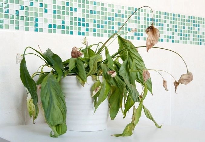 Ce să pui în ghiveci dacă florile s-au ofilit. Își revin pe loc - truc genial