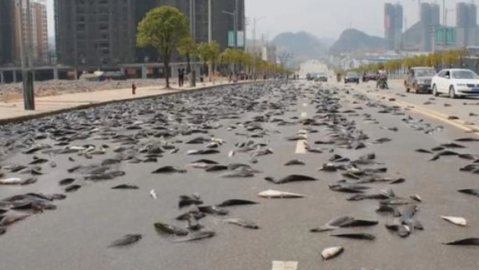 De ce plouă cu broaște, șerpi sau pești? Fenomenul care îi îngrozește pe oameni de milenii - VIDEO