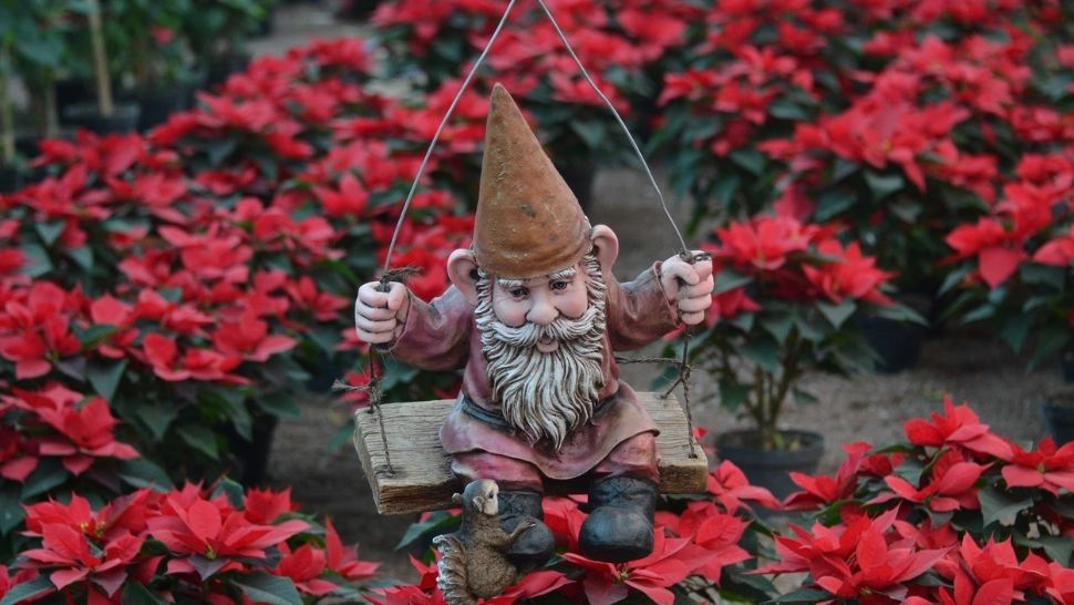 Când trebuie fertilizate crăciunițele pentru a fi pline de flori de sărbătorile de iarnă