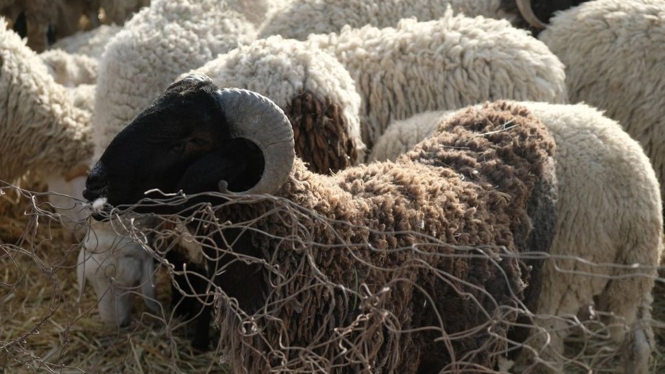 Zodia care iubește scandalul. De ce nativi este mai bine să te ferești