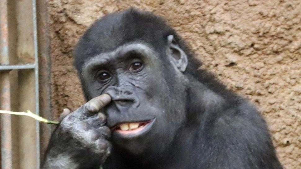 Scobitul în nas poate provoca DEMENȚA? Studiul care a provocat stupoare în lumea științifică 