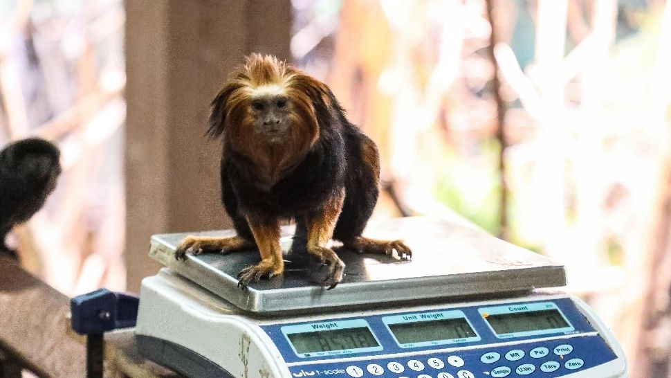 Maimuța, farmacista pădurii. Incredibil ce rețete au descoperit primatele