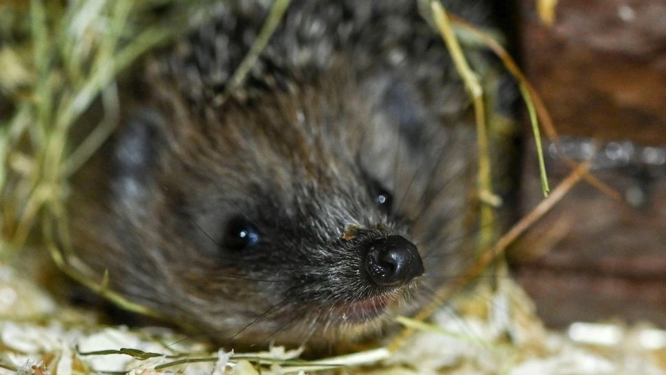 Ariciul, sfătuitorul lui Dumnezeu. De ce este un semn bun să-l avem pe lângă casă 