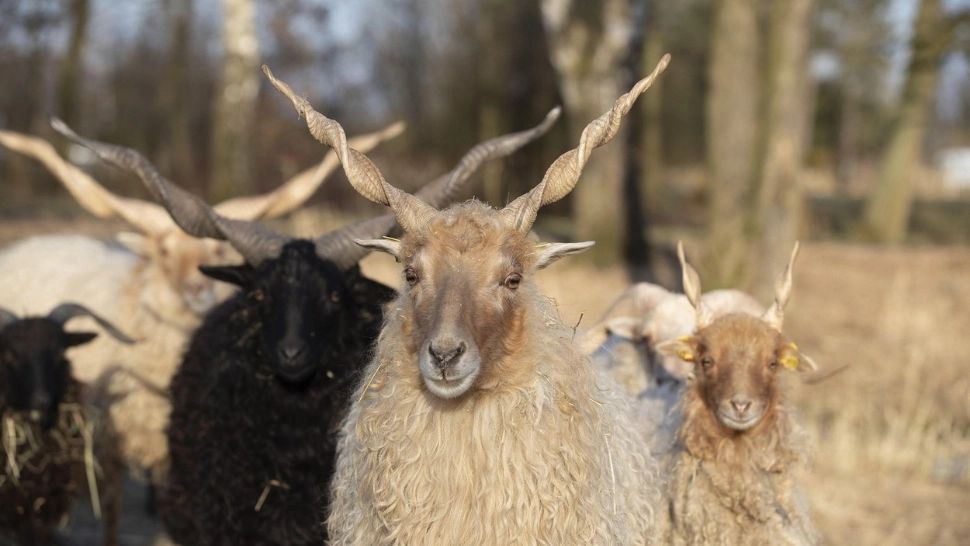 OILE ne dau lecții. Legenda că ar fi "proaste" a fost distrusă, de fapt avem ce învăța de la ele