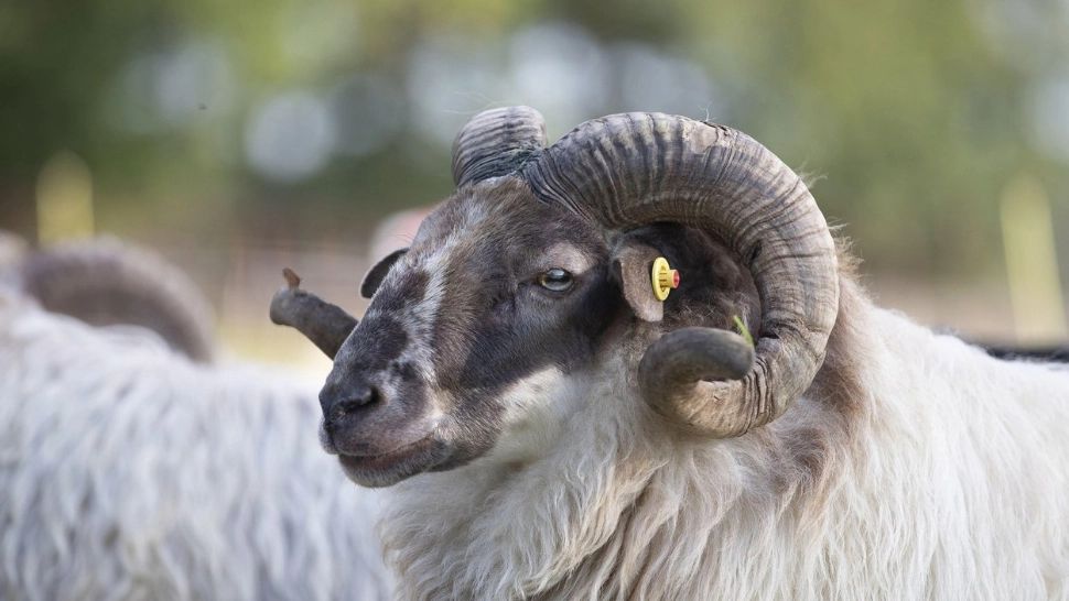 Berbec reclamat la Protecția Consumatorilor că "nu-și face treaba" cu oile