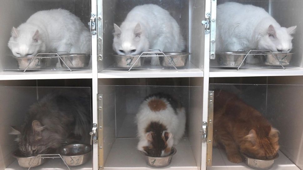 Ce rasă de pisică ți se potrivește, în funcție de zodie. Secretul unei relații fericite cu felina