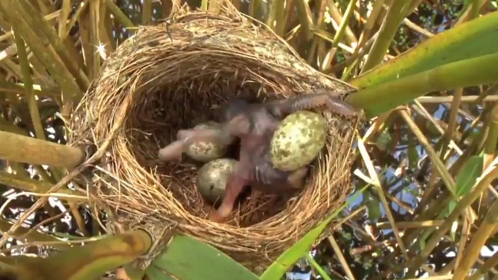 Momentul în care un pui de CUC abia ieșit din ou aruncă din cuib celelalte ouă - VIDEO
