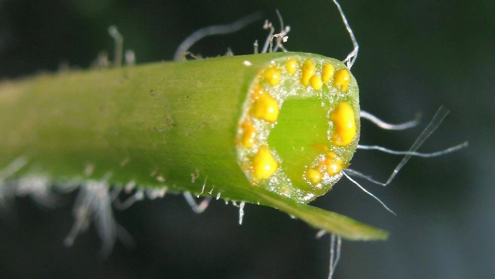 Otrava ascunsă din cea mai puternică plantă medicinală. Mare atenţie cum o consumi!