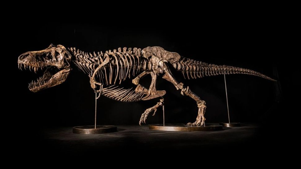 Scheletul unui T. Rex, retras de la vânzare. Scandal uriaș la o vânzare de 25 de milioane de dolari