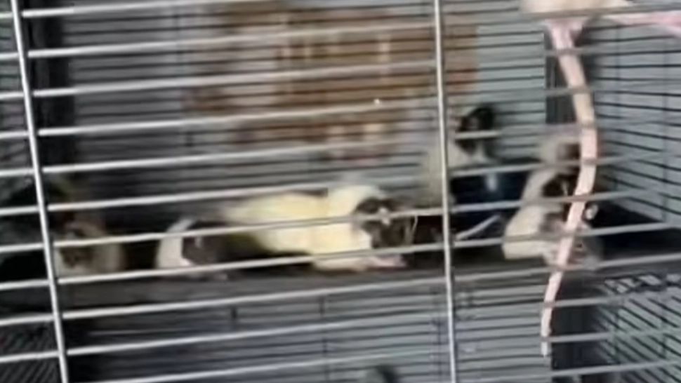 Descoperire de coșmar: Copilaș găsit în condiții mizere, alături de mama sa și peste 300 de șobolani, gândaci, reptile - FOTO&VIDEO