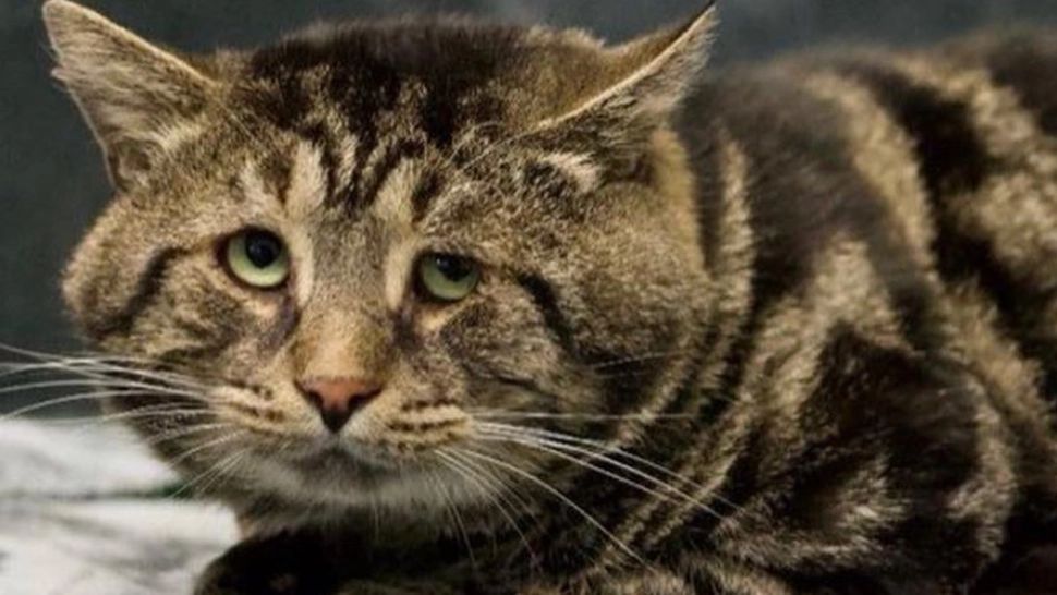 Cea mai tristă pisică din lume a fost adoptată